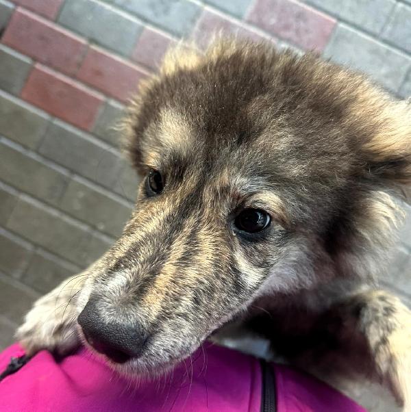 PAUL NEWMAN CUCCIOLO Foto 7